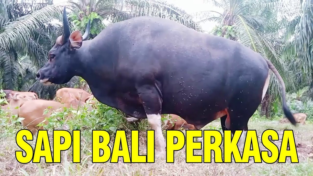 
                                 Sapi-Perkasa-Bali-Super